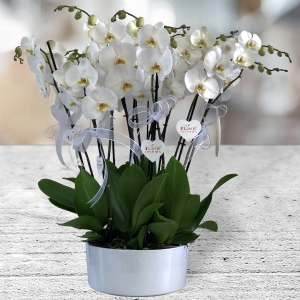  Manavgat Çiçekçiler - Vip Phalanopsis Orchids