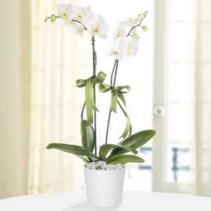  Manavgat Çiçekçiler - Beyaz Orkide Farklı Ambalaj